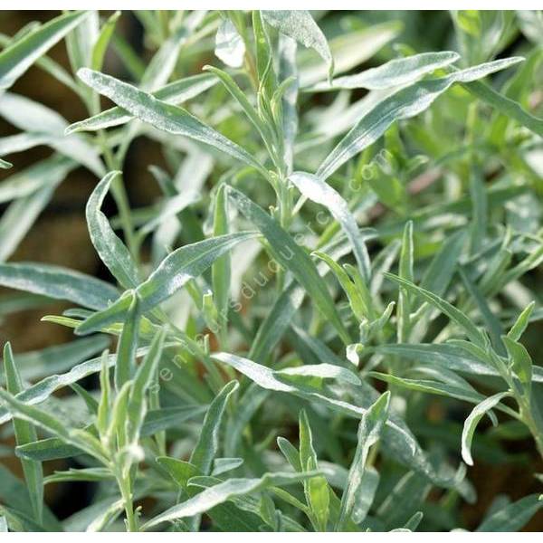 Atriplex canescens - Arroche grise