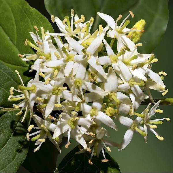 Cornus sanguinea - Cornouiller sanguin