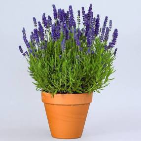 Lavandula angustifolia 'Spear Blue' - Vraie Lavande bleu violet