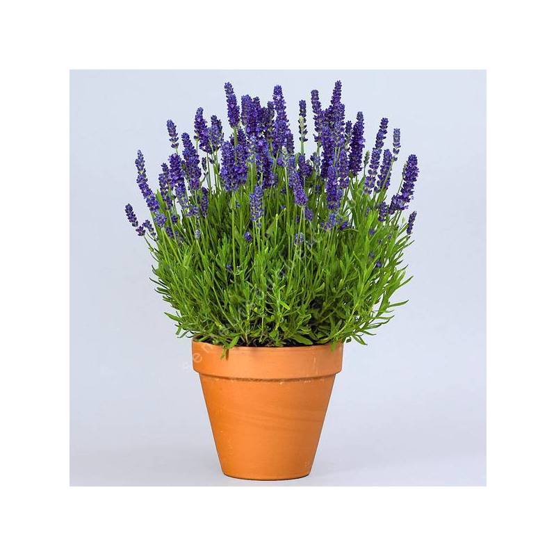 Lavandula angustifolia 'Spear Blue' - Vraie Lavande bleu violet