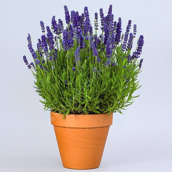 Lavande aromatique bleu violet - Lavandula angustifolia 'Spear Blue