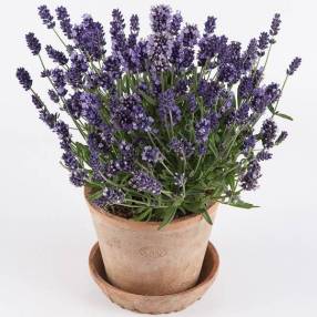 Lavandula angustifolia 'Super Blue' - Vraie Lavande bleu violet