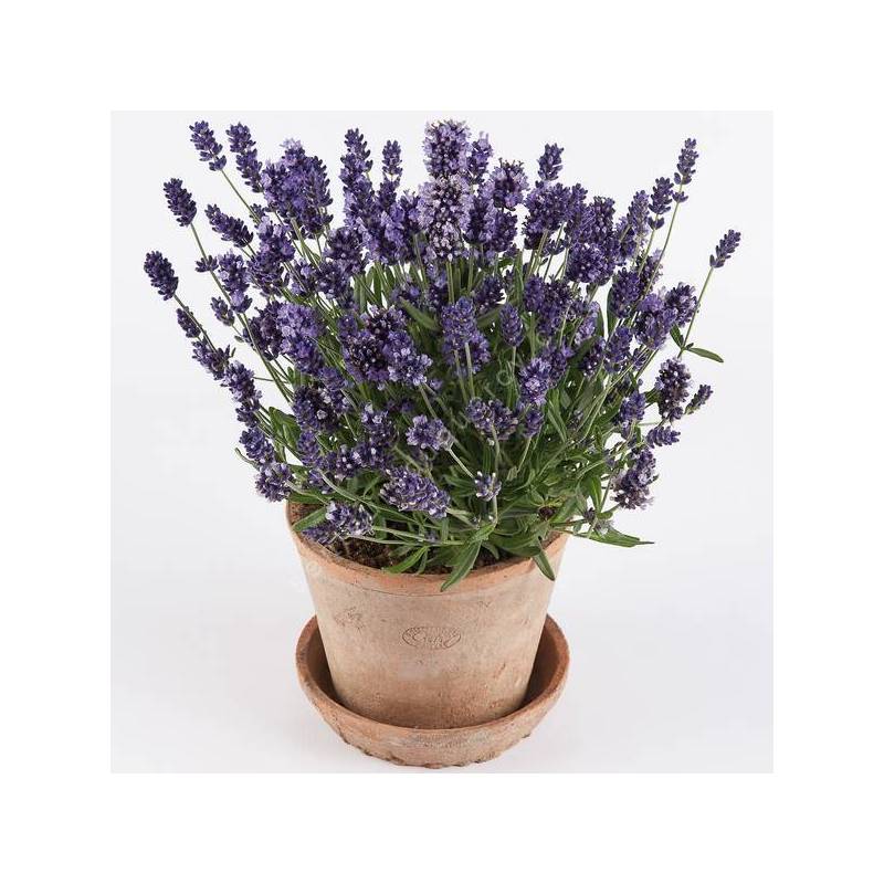 Lavandula angustifolia 'Super Blue' - Vraie Lavande bleu violet