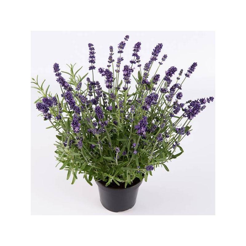 Lavandula angustifolia 'Ardèche' - Vraie Lavande bleue