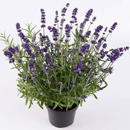 Lavandula angustifolia 'Ardèche' - Vraie Lavande bleue