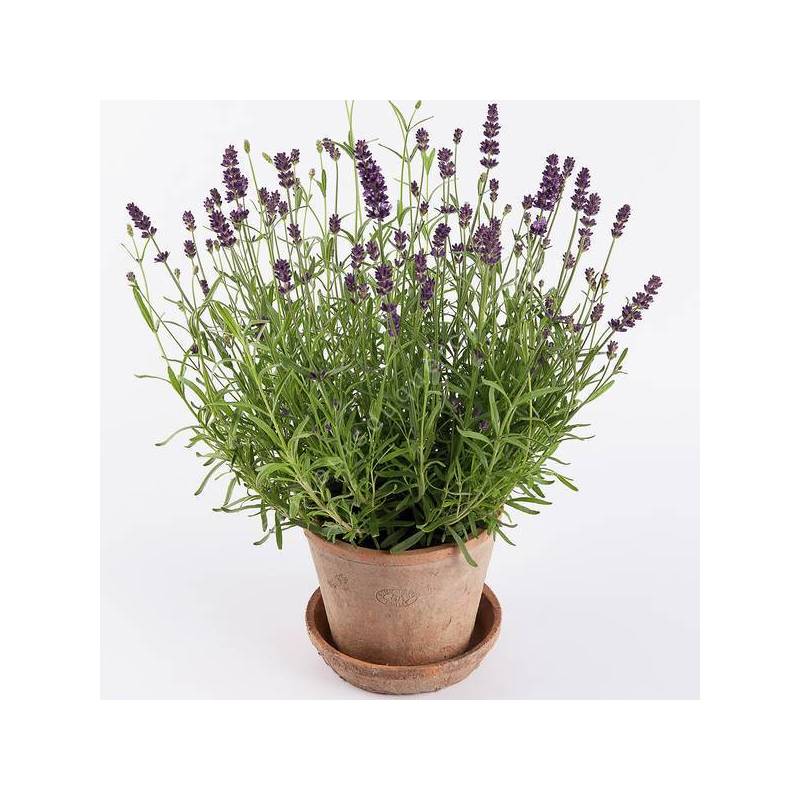 Lavandula angustifolia 'Valence' - Vraie Lavande violet foncé