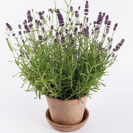 Lavandula angustifolia 'Valence' - Vraie Lavande violet foncé