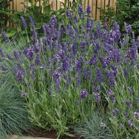 Lavandula angustifolia 'Ellagance Purple' - Lavande pourpre