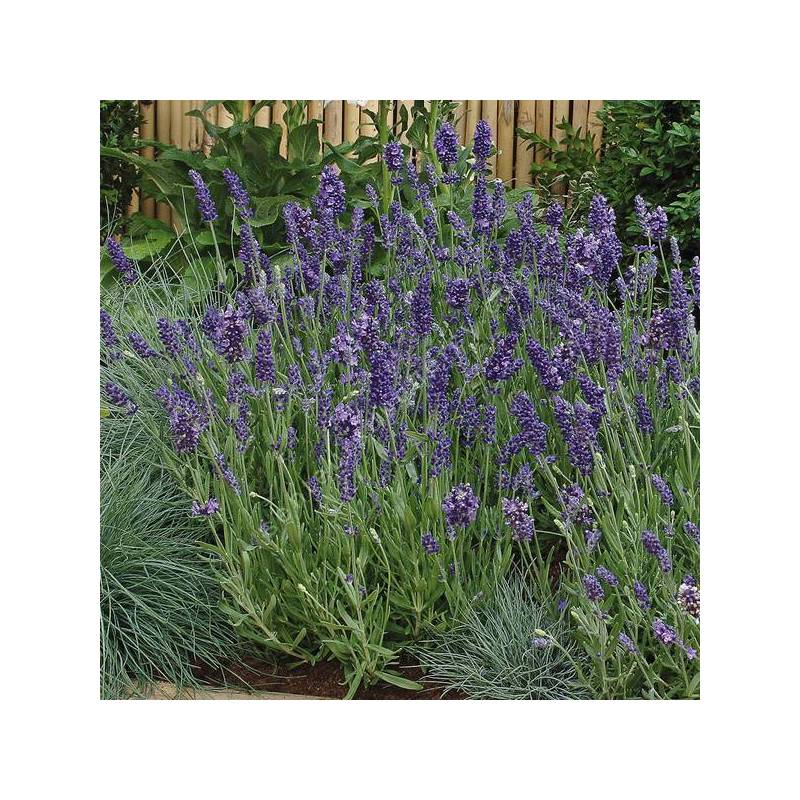 Lavandula angustifolia 'Ellagance Purple' - Lavande pourpre