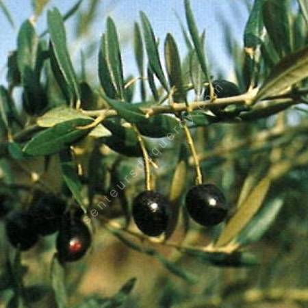 Olivier 'Bouteillan' - Olea europa