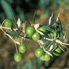 Olivier 'Verdale de l'Hérault' - Olea europa