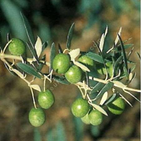 Olivier 'Verdale de l'Hérault' - Olea europa