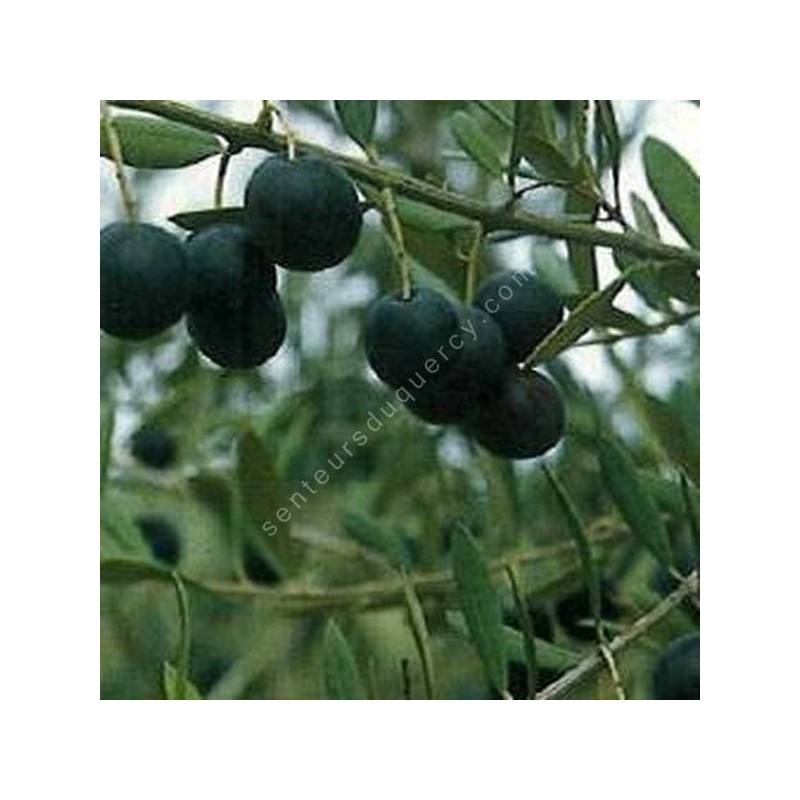 Olivier 'Manzanille' - Olea europa