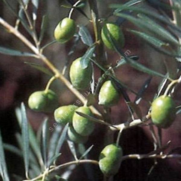 Comment hiverner mon olivier ?