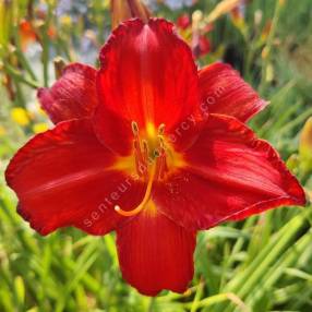 Hemerocallis 'Chicago Apache' - Hémérocalle rouge