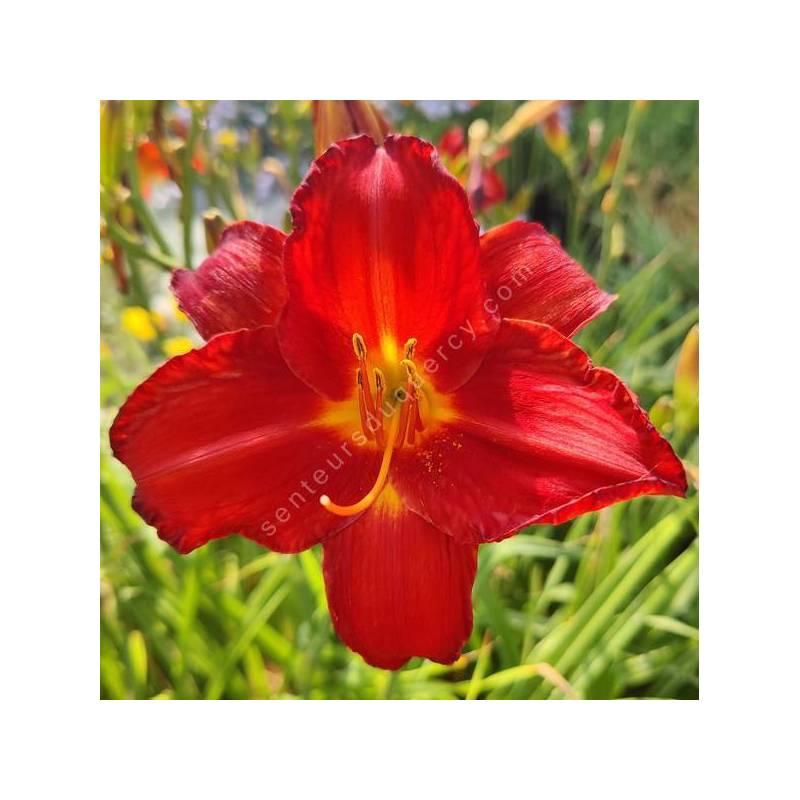 Hemerocallis 'Chicago Apache' - Hémérocalle rouge