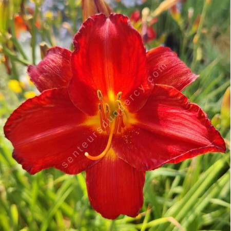 Hemerocallis 'Chicago Apache' - Hémérocalle rouge