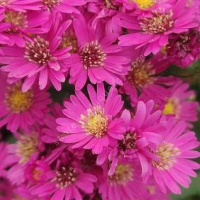 Aster novi-belgii 'Lisette'