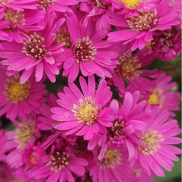 Aster novi-belgii 'Lisette'