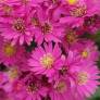 Aster novi-belgii 'Lisette'