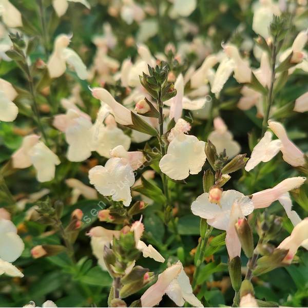 Salvia greggii 'Mirage Cream' - Sauge arbustive compacte jaune crème