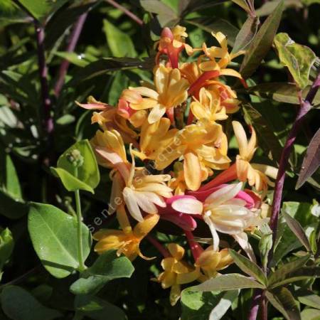 Lonicera x heckrotii 'American Beauty' - Chèvrefeuille grimpant