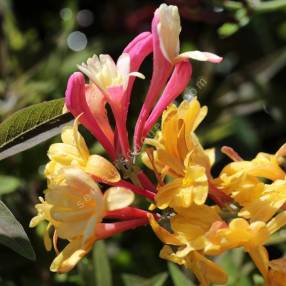 Lonicera x heckrotii 'American Beauty' - Chèvrefeuille grimpant