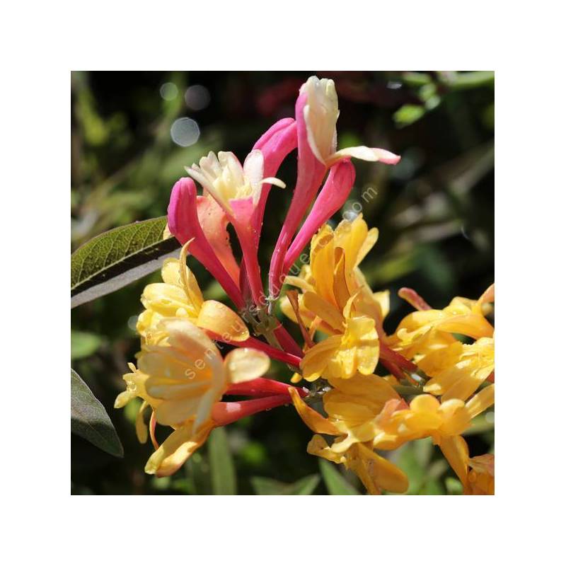 Chèvrefeuille American Beauty 2L - Plante Grimpante Parfumée Aux Fleurs Rouge-Framboise