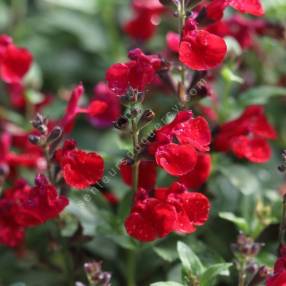 Salvia greggii 'Mirage Cherry Red' - Sauge arbustive compacte rouge cerise