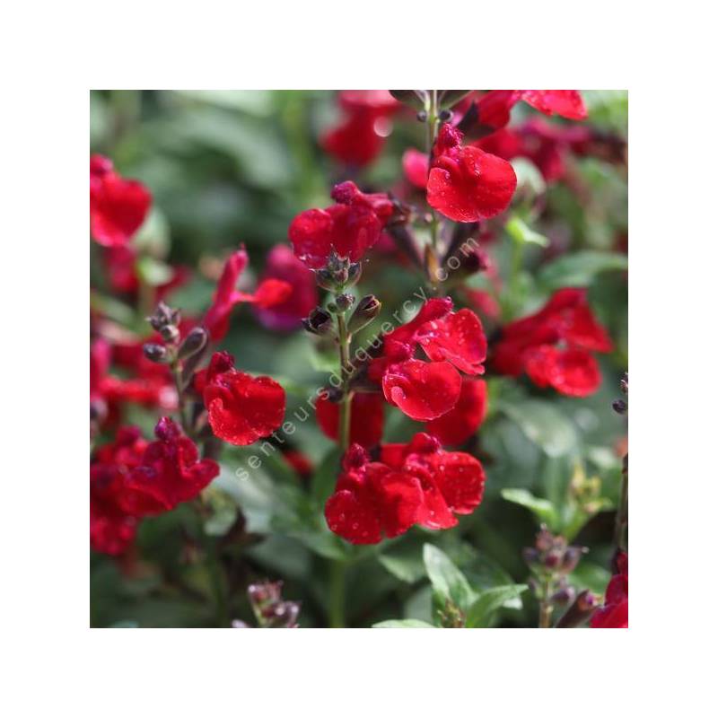 Salvia greggii 'Mirage Cherry Red' - Sauge arbustive compacte rouge cerise