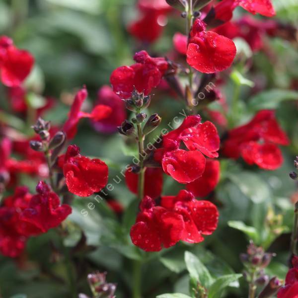 Salvia greggii 'Mirage Cherry Red' - Sauge arbustive compacte rouge cerise