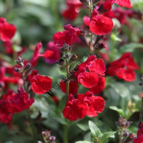 Salvia greggii 'Mirage Cherry Red' - Sauge arbustive compacte rouge cerise Salvia greggii 'Mirage Cherry Red' - Sauge arbustive compacte rouge cerise