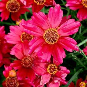 Coreopsis verticillata 'Red Ruby' - œil de jeune fille