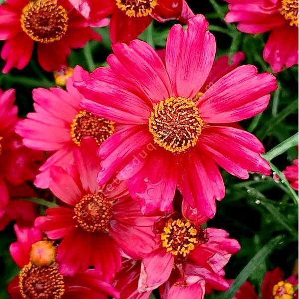 Coreopsis verticillata 'Red Ruby' - œil de jeune fille