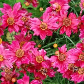 Coreopsis verticillata 'Red Ruby' - œil de jeune fille