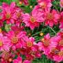 Coreopsis verticillata 'Red Ruby' - œil de jeune fille