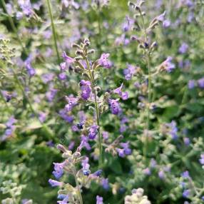 Herbe à chat, Chataire 'Superba' - Nepeta faassenii - Le Jardin du