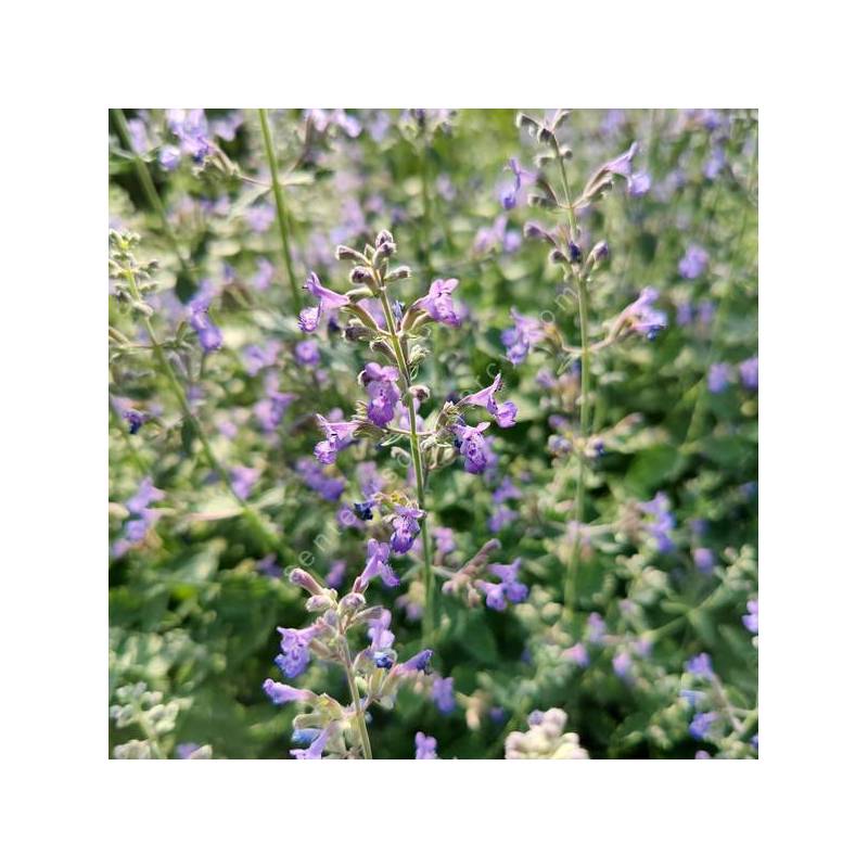 Nepeta 'Dropmore' - Herbe à chat