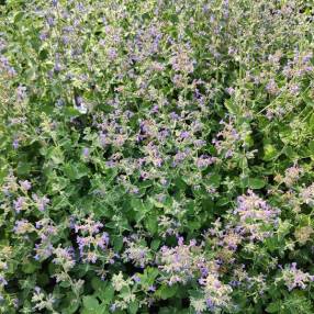 Nepeta x faassenii 'Felix' - Herbe à chat - vivace pour jardin sec