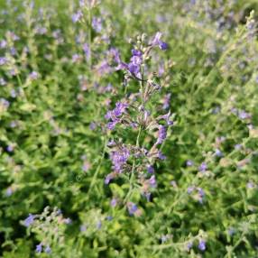 Nepeta 'Grol' - Herbe à chat