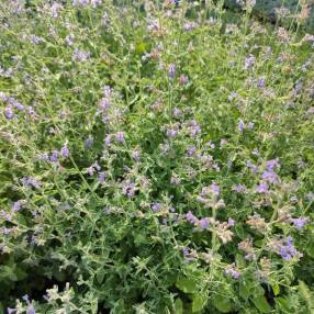 Nepeta 'Grol' - Herbe à chat