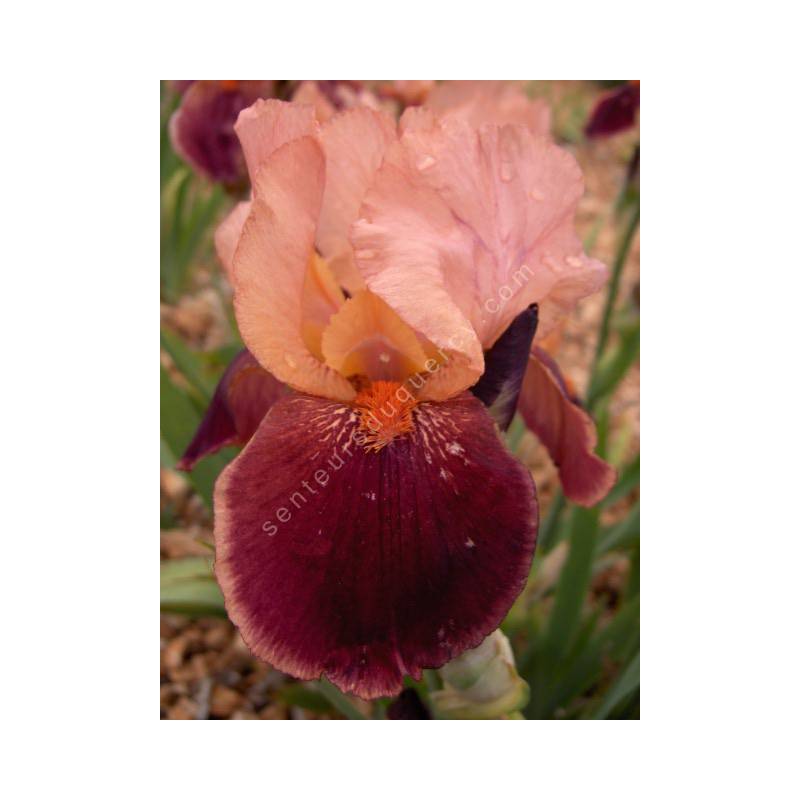Iris 'Cimarron Strip'