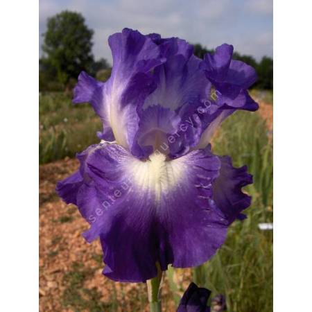 Iris 'City Lights'