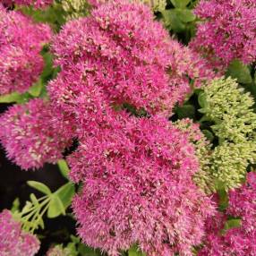 Sedum spectabile 'Neon' - Grand Orpin