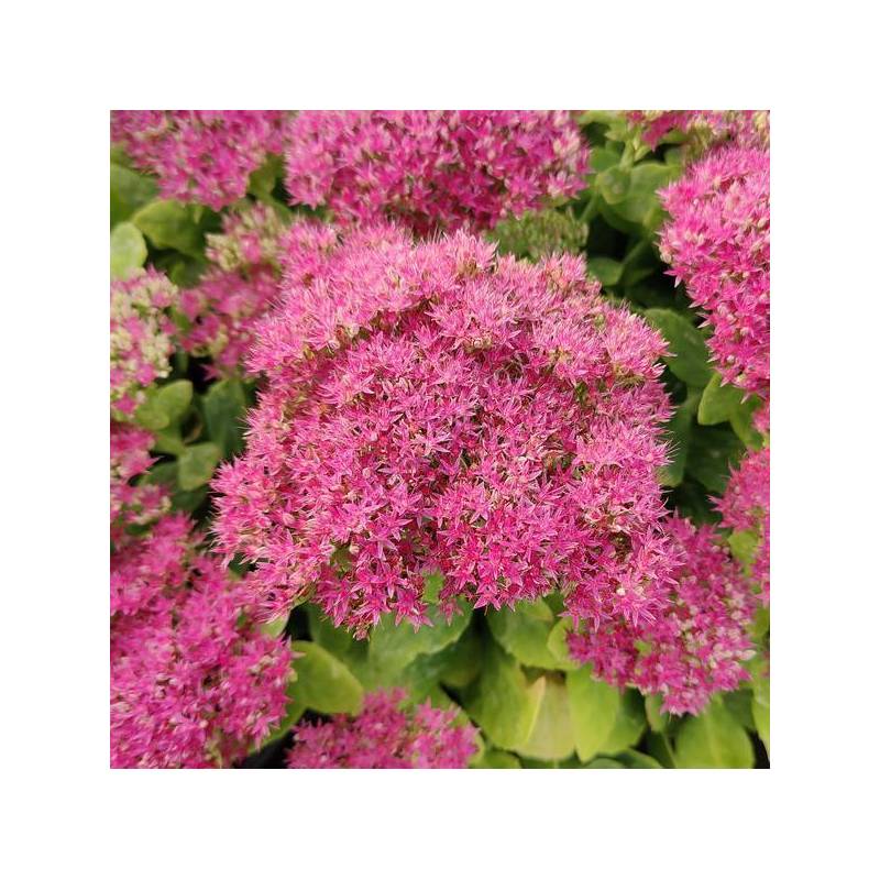 Sedum spectabile 'Neon' - Grand Orpin