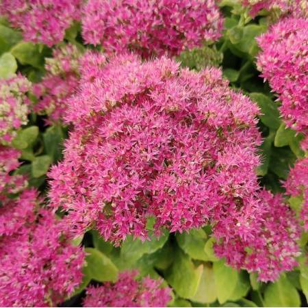 Sedum spectabile 'Neon' - Grand Orpin