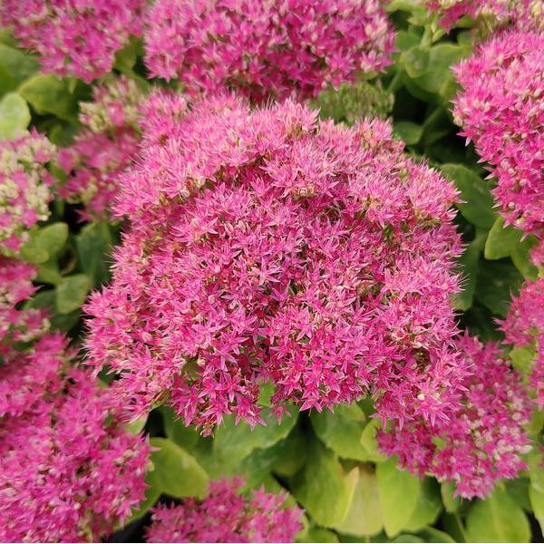 Sedum spectabile 'Neon' - Grand Orpin Sedum spectabile 'Neon' - Grand Orpin