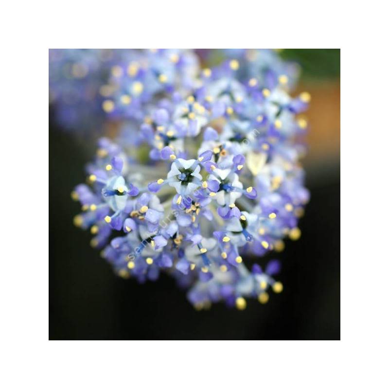 Ceanothus 'Skylark' - Céanothe ou Lilas de Californie