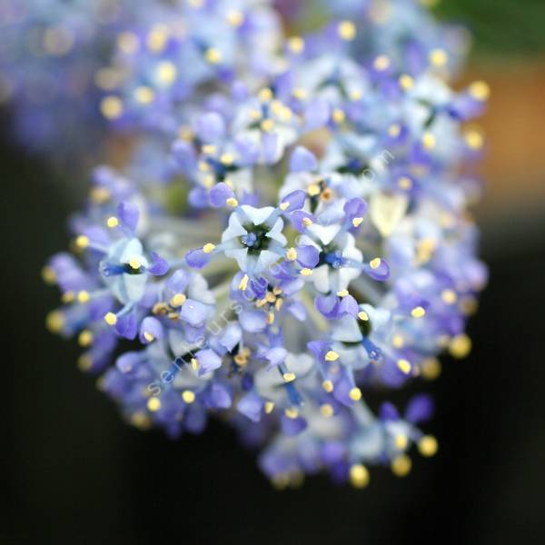 Ceanothus 'Skylark' - Céanothe ou Lilas de Californie