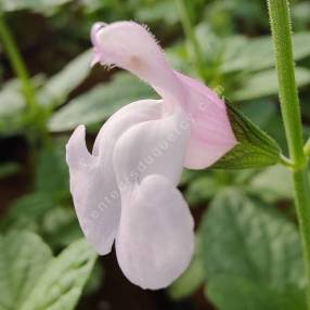 Salvia 'Odine' - Sauge arbustive rose et blanche